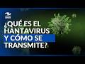 Brote de hantavirus en crucero: ¿qué es, cómo se transmite y cuáles son los síntomas de alerta?