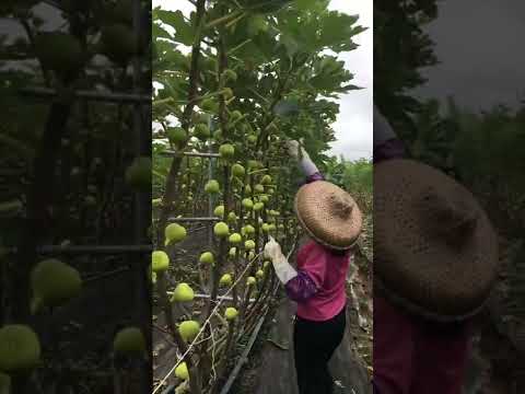 Fig Farming Techniques Cut Off The Leaves To Let In Of The Sun 🌞 #satisfying #short