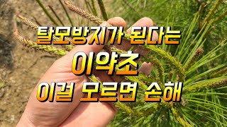 솔순효능 알고보니 만병통치약이네 탈모예방까지 엄청납니다