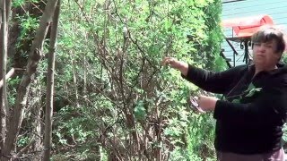 Жасмин Садовый ( Чубушник) . Ароматные Садовые Растения.