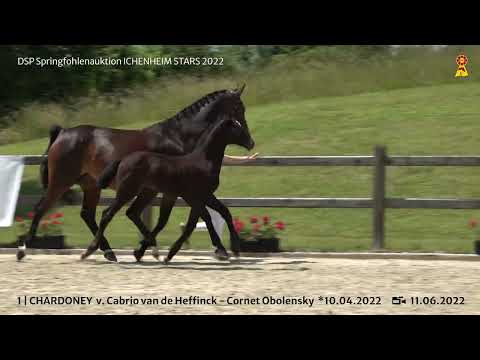 KN 1: HF v. Cabrio van de Heffinck x Cornet Obolensky