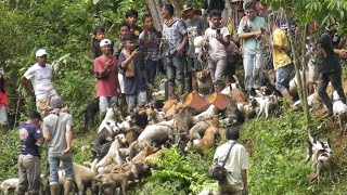 Download lagu MAKAN KORB4N !!! BABI HUTAN SUPER BESAR TURUN DARI PUNCAK KUBU DAN MEMBUAT RICUH SUASANA|PANINJAUAN mp3 Download lagu MAKAN KORB4N !!! BABI HUTAN SUPER BESAR TURUN DARI PUNCAK KUBU DAN MEMBUAT RICUH SUASANA|PANINJAUAN mp3