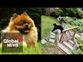Feisty 6 Pound Pomeranian Chases Black Bear Out Of BC Home