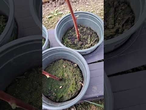 Permakultur-Garten: Anbau & Planung (24.03.2026)