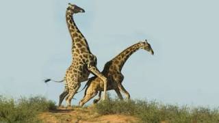 Giraffe Sex: A Terrifying Introduction to Nature at Work (and Play)