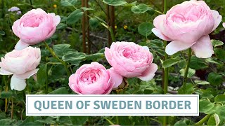 Plants To Compliment David Austen Rose Queen of Sweden // Cottoverdi