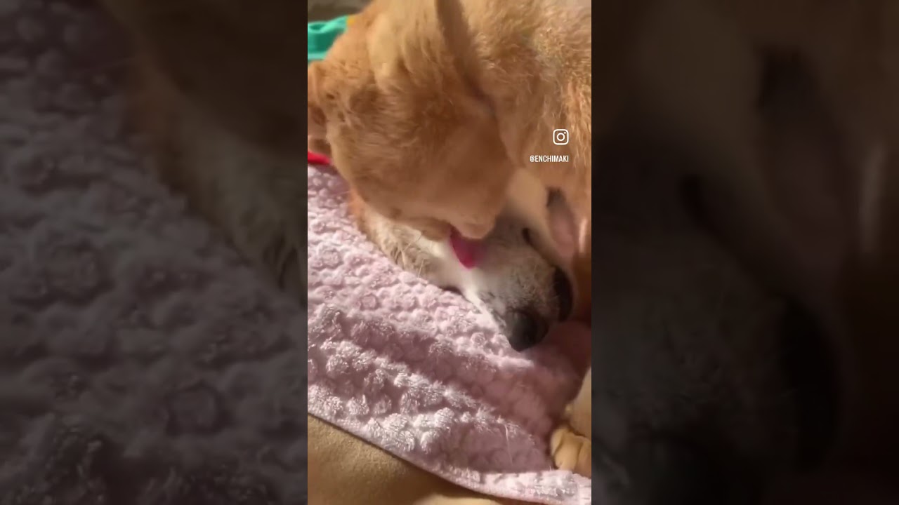 重ねて来た思い出色褪せる事なく僕たちを繋ぐから…⁡ だから僕は寂しくない　　　　　　　　　　　必ず会えるってオカンが言ってた⁡オカンは嘘つかない。　　　時々しか🤣 #犬 #犬と猫 #柴犬#猫