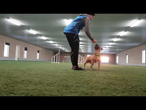 Alani training for obedience