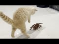 Kitten Vs Giant Spider (Tarantula) RC