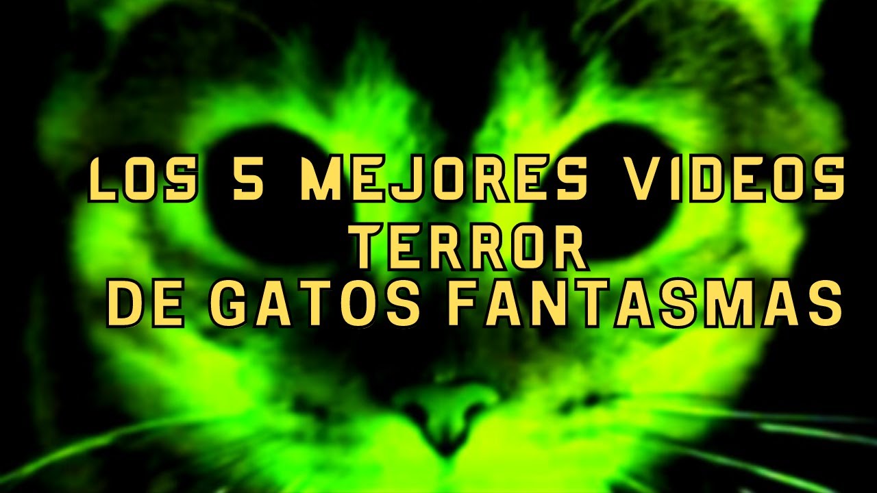 Los Mejores 5 Vídeos de Terror de Gatos Fantasma l Pasillo Infinito