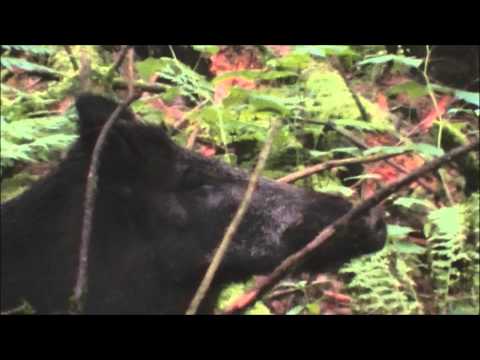 SAUEN HAUTNAH ANPIRSCHEN