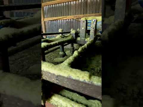 Suszenie Pestek Dyni #uprawadyni #dynianapestke #suszenie