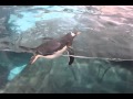 Penguin escapes from "Antarctica" at SeaWorld ...
