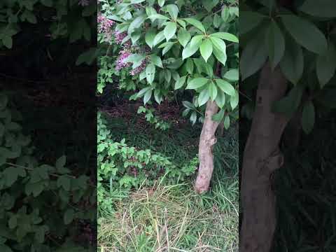 霜に耐える植物はサスカトゥーンベリーを恐れません 冬低木