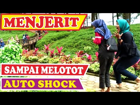 kompilasi-jeritan-histeris-bushman-prank-prank-manusia-pohon