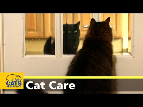 How to introduce cats - YouTube