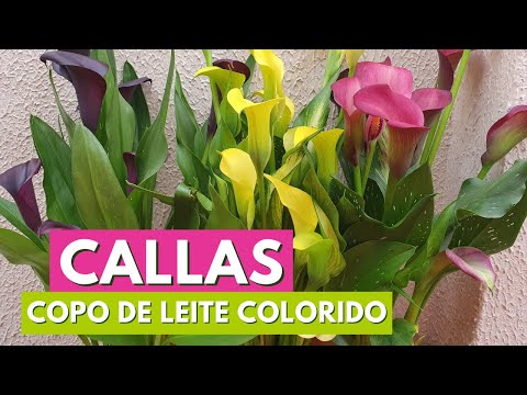 COMO CUIDAR DE CALLAS OU COPOS DE LEITE COLORIDOS! DICAS DE CULTIVO! CANAL MEU QUINTAL