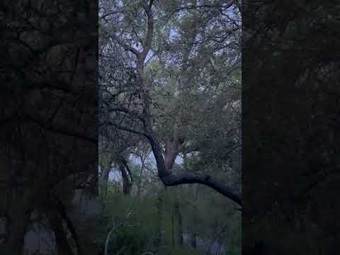 Peacocks Calling From the Trees