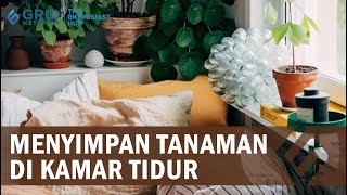 Taruh Tanaman ini di dalam Kamar untuk mencegah nyamuk