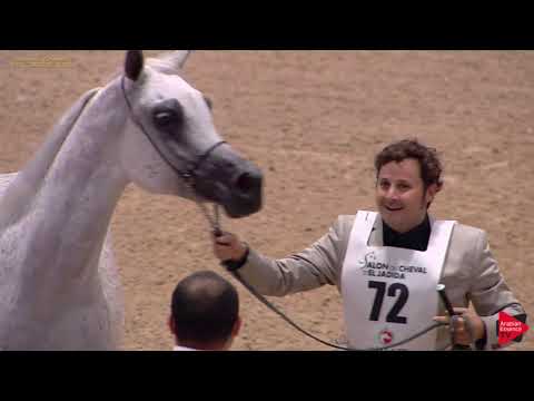 N 72 THAMAMAH AL SHAQAB   Salon du Cheval d'El Jadida class A show   7+ Years Old Mares Class 5