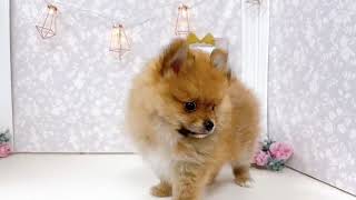 ハーフ犬の動画01