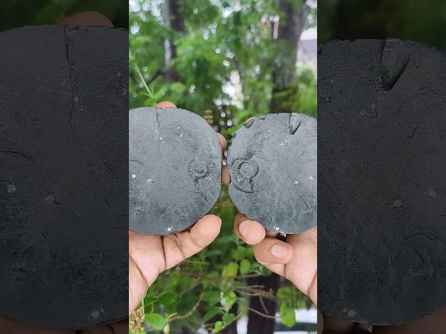 Vakratunda Siddhivinayke Shree Ganesh Rare Right and Left Trunk Shaligram video