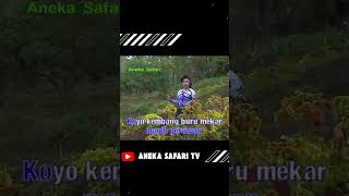 Download lagu Tangise Rondo Kembang #nikenarisandi #tangiserondokembang #anekasafaritv  #shortvideo #music mp3