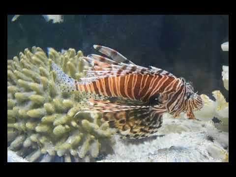 Bahrain Sea Festival 2016 at The Bahrain Bay. Amazing.