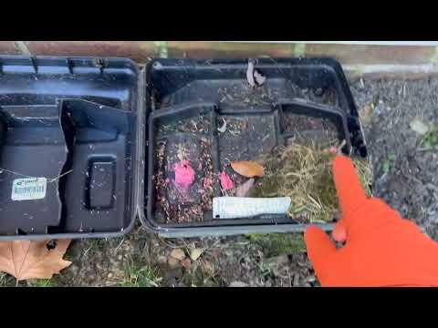 Mice Activity Found in Our Rodent Bait Station in Neshanic Station, NJ