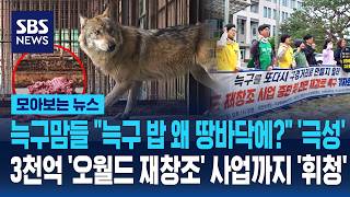 왜 밥을 땅바닥에? '늑구맘'들 극성에 오월드 진땀 '뻘뻘'..3천억 사업까지 '휘청' / SBS / 모아보는 뉴스