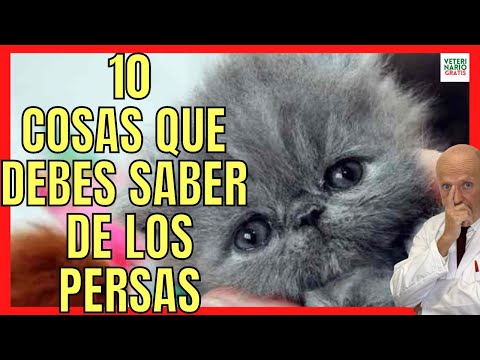 WHAT ARE PERSIAN CATS LIKE? 💝 10 THINGS AND CURIOSITIES YOU DON'T KNOW ABOUT EXOTIC PERSIAN CATS