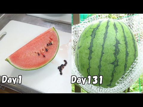 , title : 'スーパーで買った小玉スイカの種を取って植えてみると…(スイカの育て方) / How to grow watermelon  from store bought watermelon'