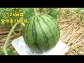 スーパーで買った小玉スイカの種を取って植えてみると…(スイカの育て方) / How to grow watermelon  from store bought watermelon