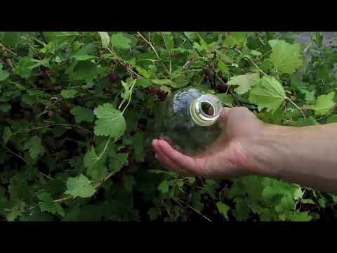 グーズベリーの保存: ヒントとレシピ 植物