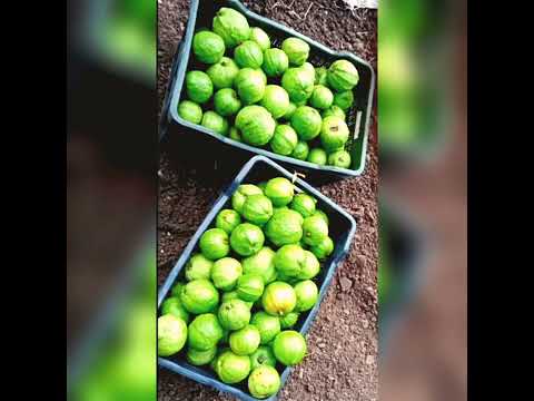 @Guavas 🍈#Glory in my Mini #ORGANIC and #NATURAL farm by Ms Rohini  #Incredibly #Delicious 💯💖🙌