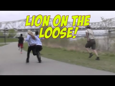 Lion On The Loose