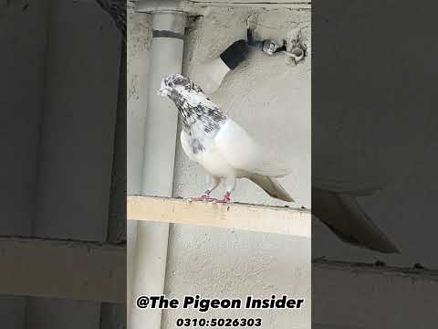 Tehrani pigeon