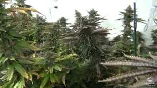How to transplant a cannabis plant