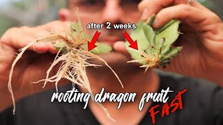 How to root your dragon fruit cuttings ULTRA fast!!