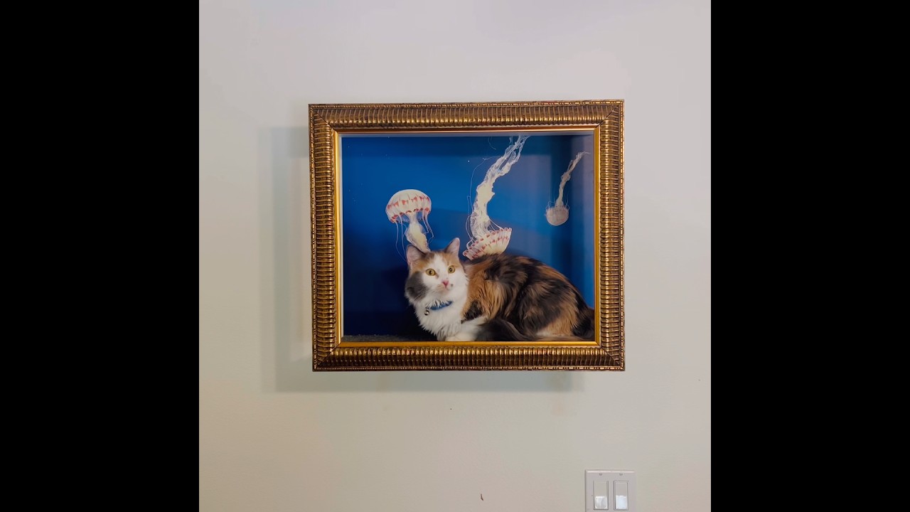 Ashley & Teddy, a ADOPTABLE Calico in Santa Clarita, CA video 5/5