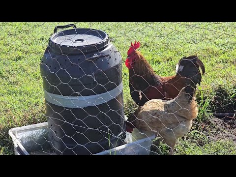 Easy Maggot Farm for Chickens - Sandponics - New Water Pump
