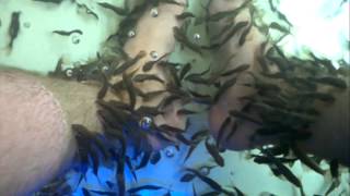 preview picture of video 'Sa bai fish Spa, Cha-am'