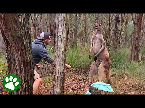 Brave Man Saves Agitated Kangaroo