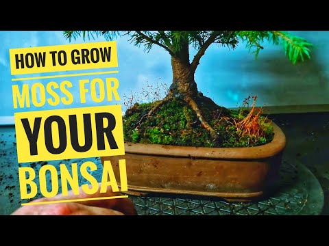 how to grow moss for your bonsai & potting up a picea spruce