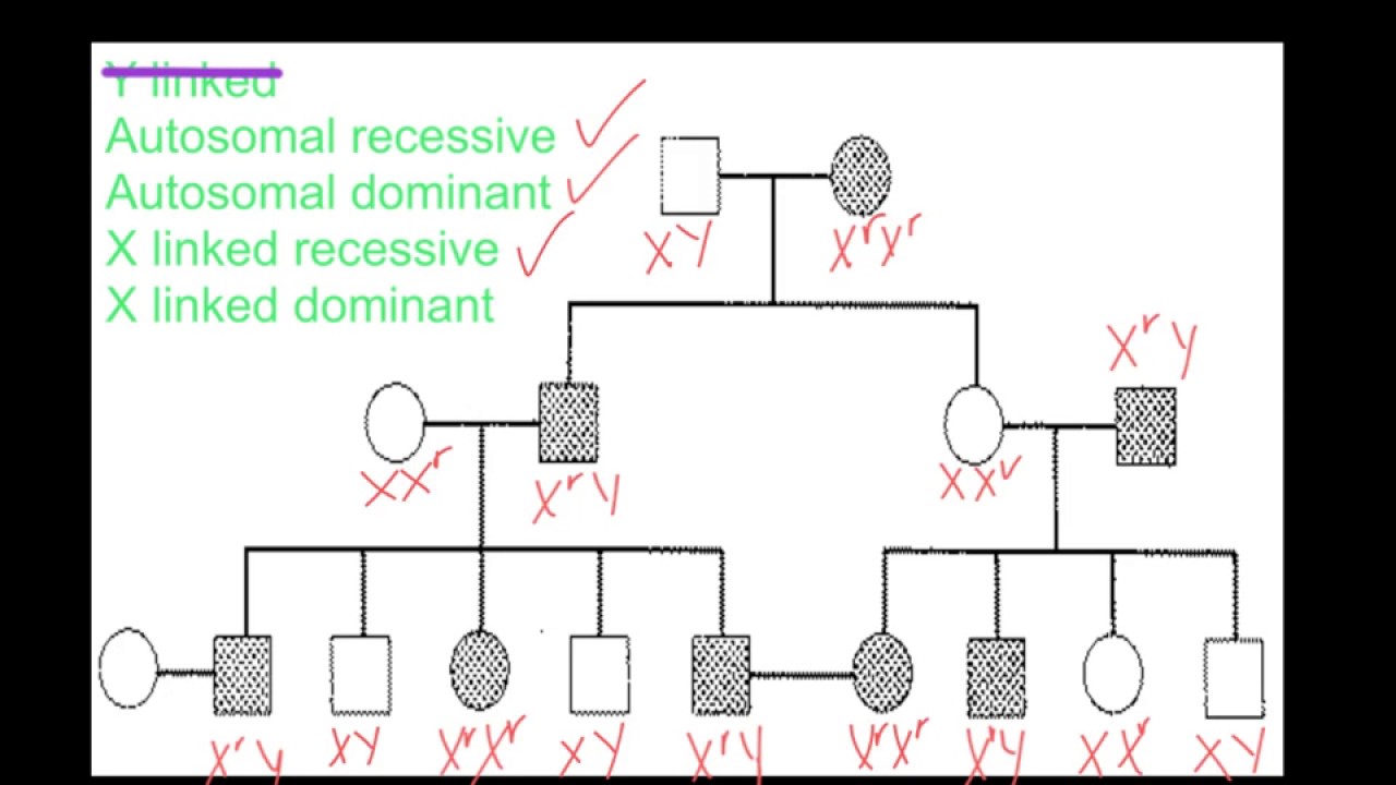 Pedigree Analysis