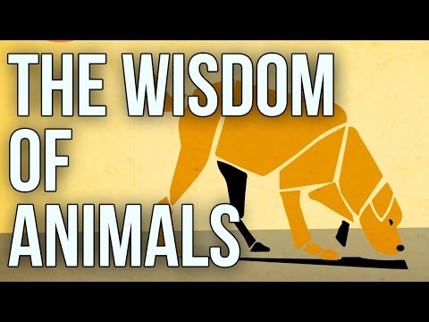 為什麼動物有療愈力？那些動物們教會我的事 (The Wisdom of Animals)