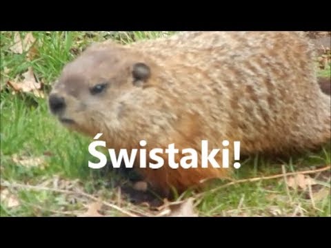 Nie widzisz tego codziennie | Zabawy Świstaków |