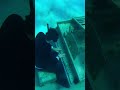 Guy Plays MrBeast’s Song UNDERWATER #funnyclips #mrbeast #shorts
