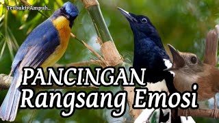 Download lagu TERBUKTI AMPUH, MERANGSANG EMOSI TLEDEKAN GUNUNG, SRDC DAN KACER mp3 Download lagu TERBUKTI AMPUH, MERANGSANG EMOSI TLEDEKAN GUNUNG, SRDC DAN KACER mp3