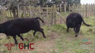 3 Terneras de 200 kg - Grupo de Hacienda Cooperativo - Plaza Ganadera